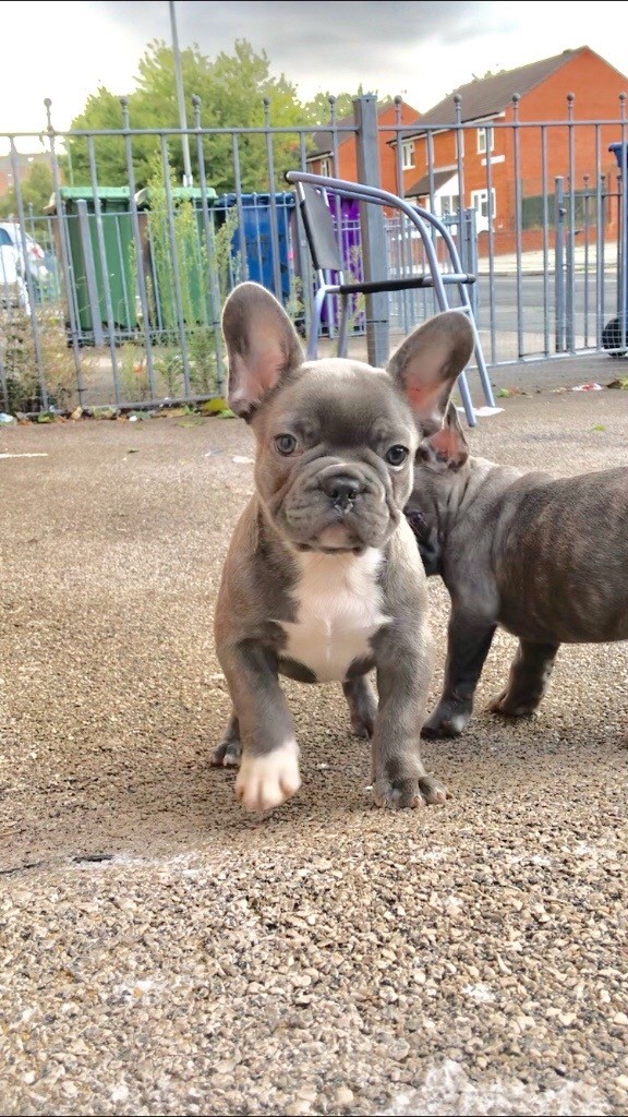 isabella french bulldog for sale